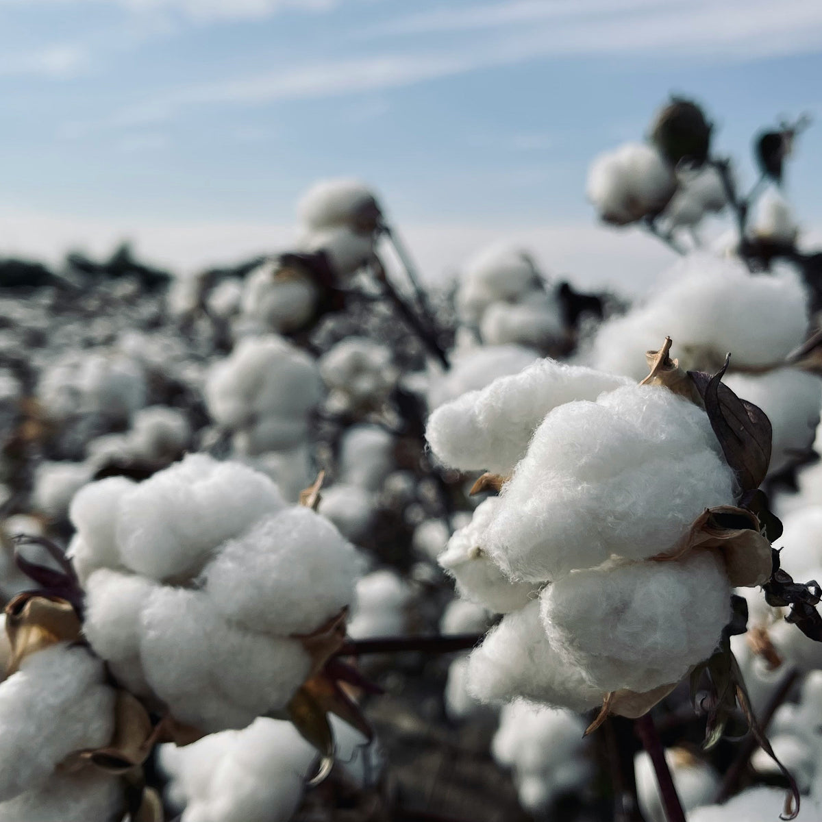 Nos différents types de coton